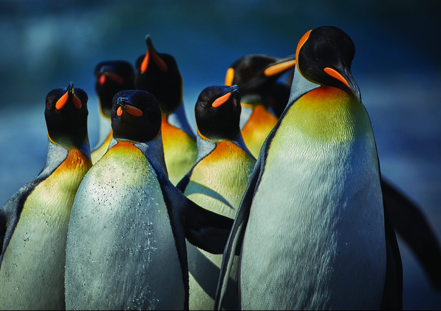penguins in Antarctica