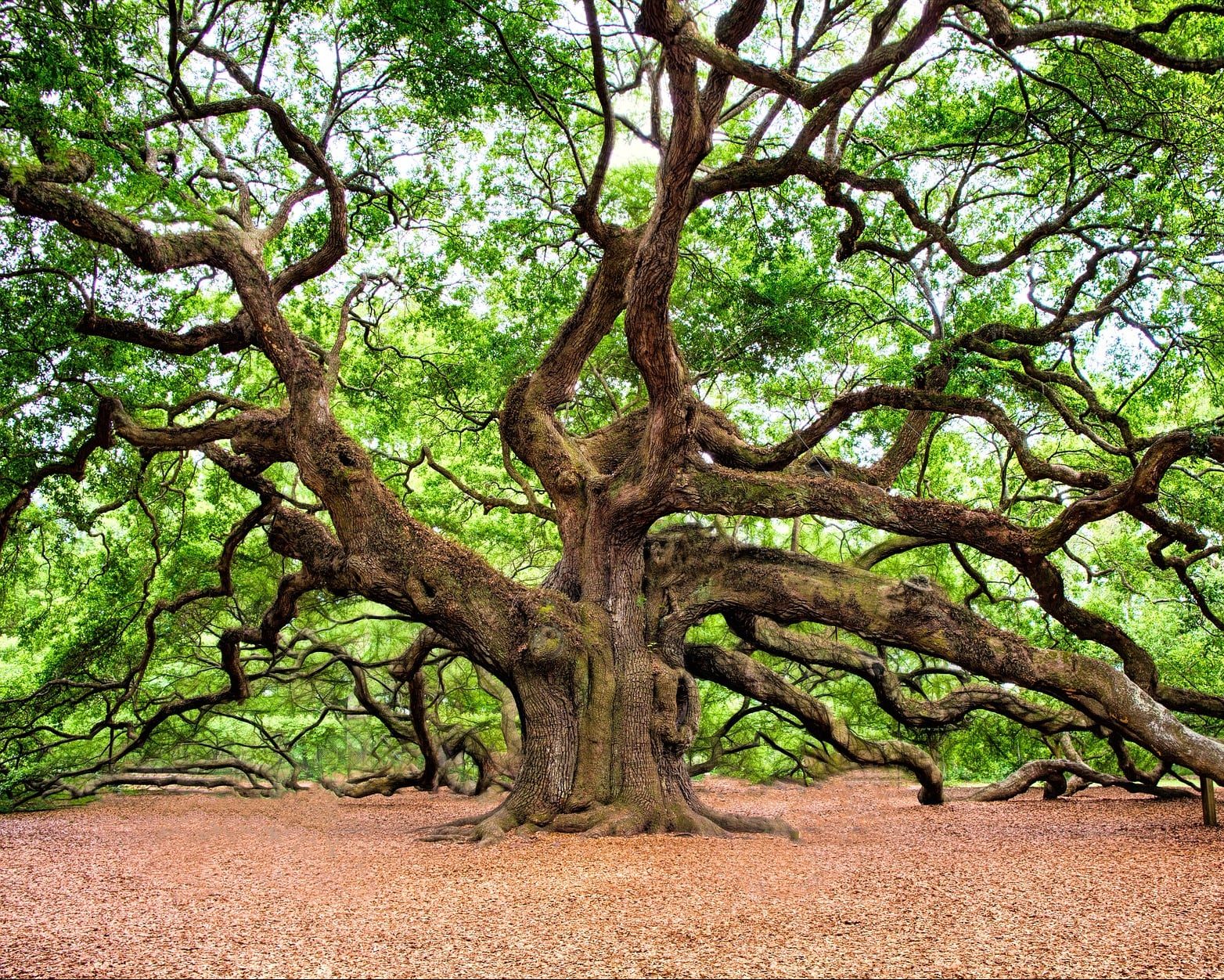 Charleston oak tree