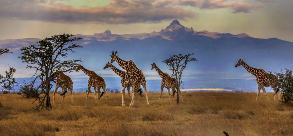 Giraffes Kenya