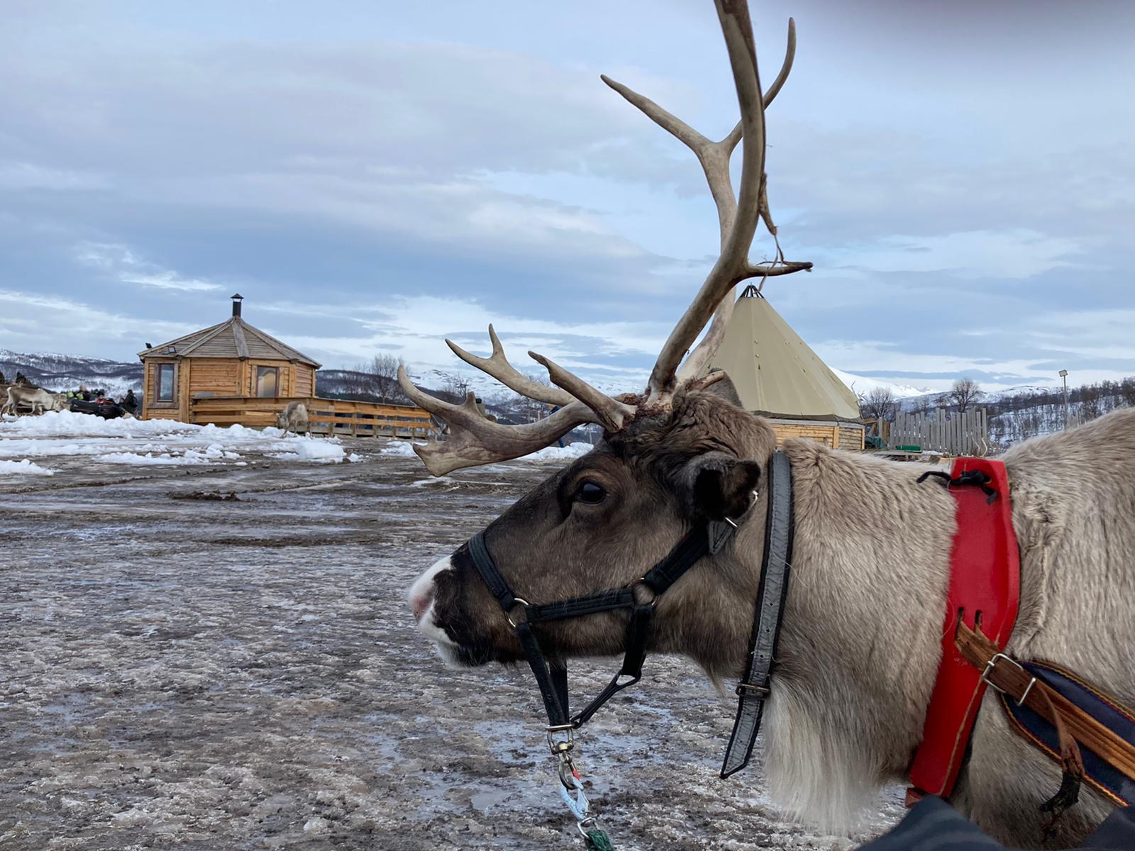 Norway reindeer excursion