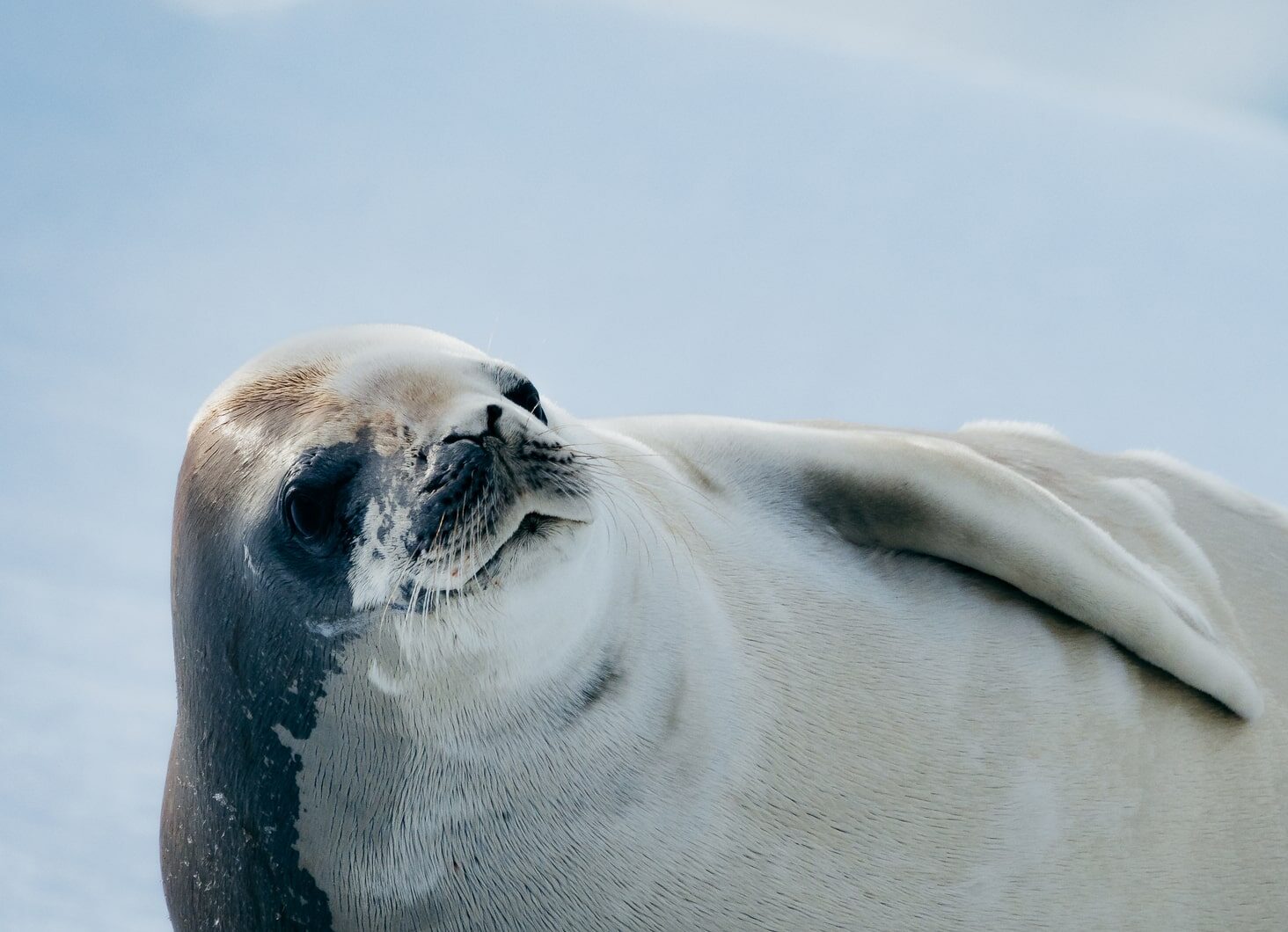 Antarctica seal