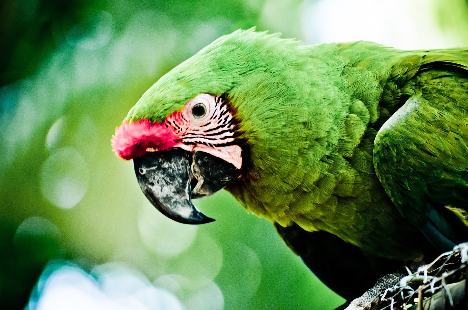 Parrot Roatan Honduras