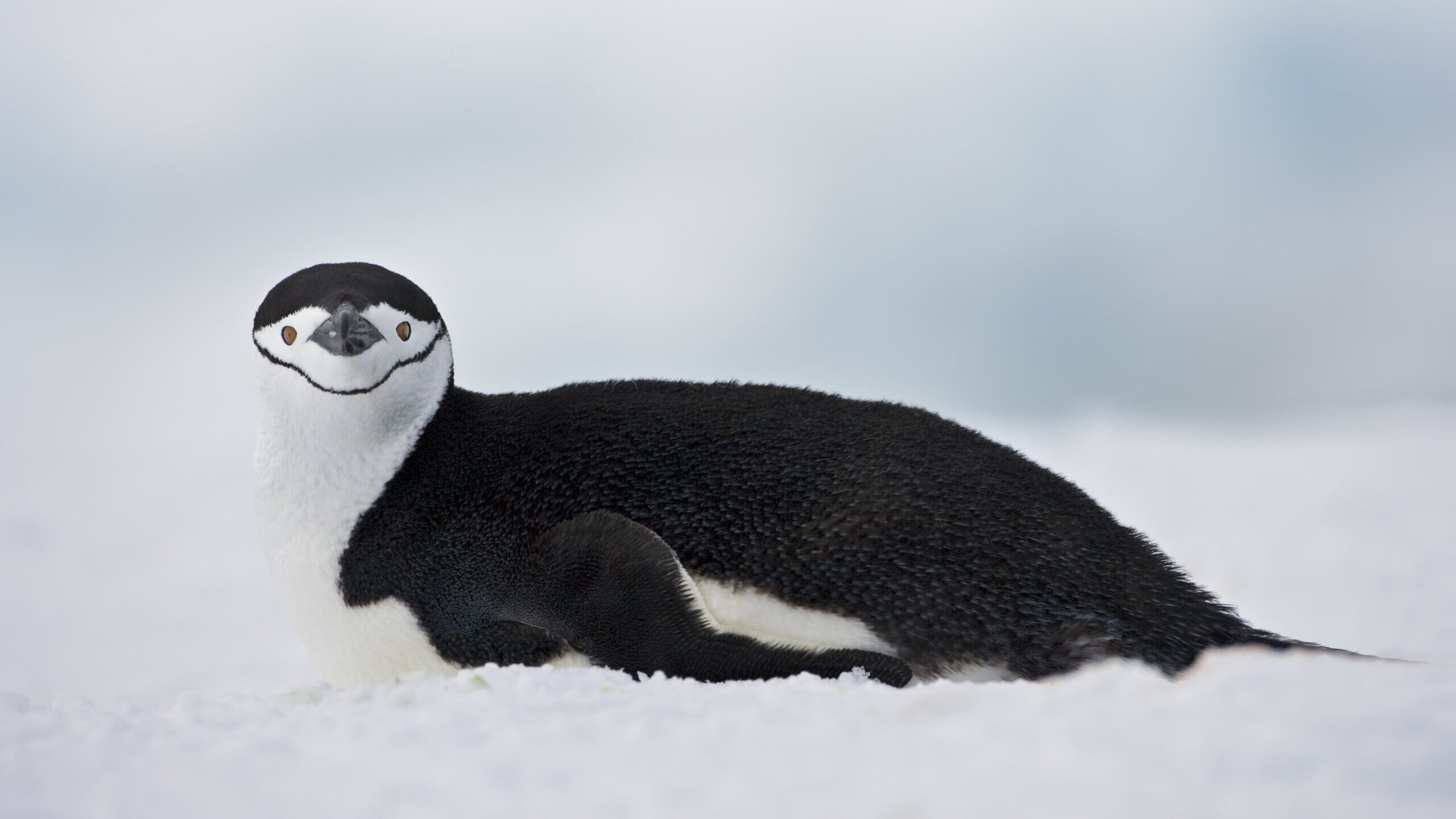 chinstrap penguin antarctica