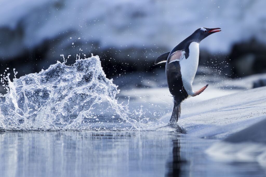 gentoo penguin antarctic