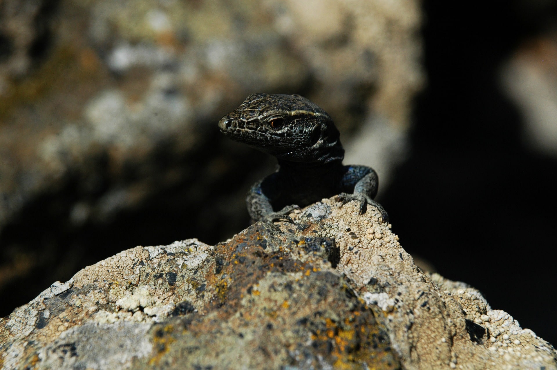 El Hierro lizard Canary Islands