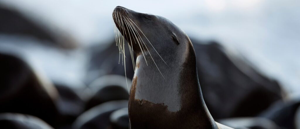 Galápagos Islands sea lion