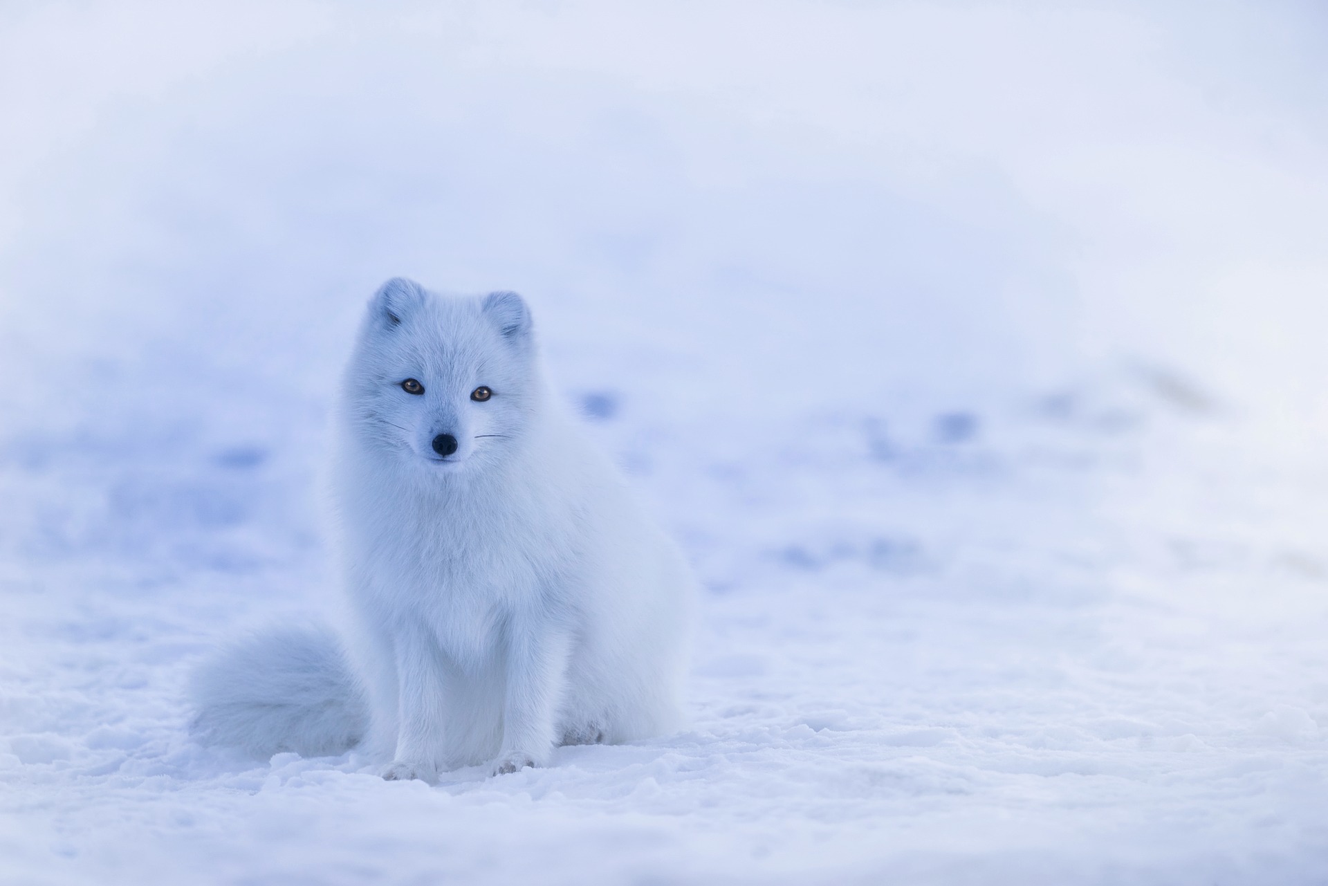 arctic fox Iceland