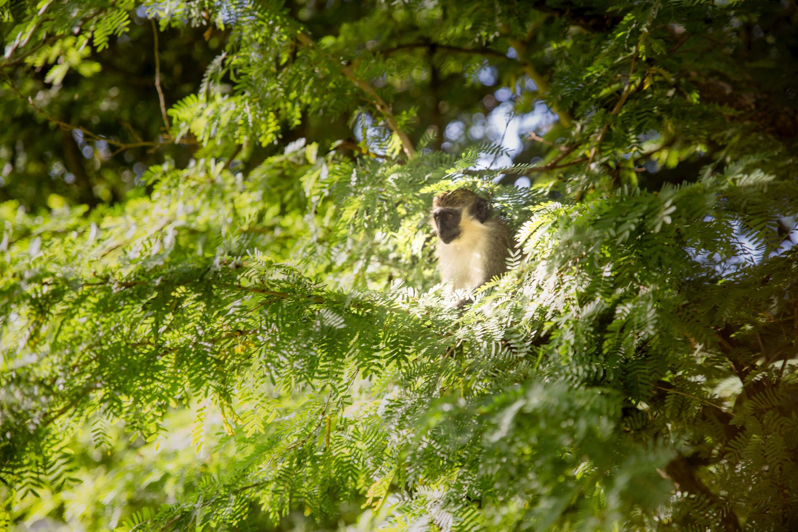 Barbados rainforest monkey p&o cruises caribbean