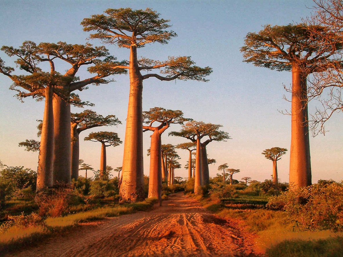 baobabs madagascar
