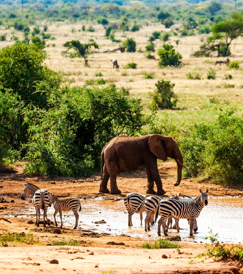 tsavo national park kenya