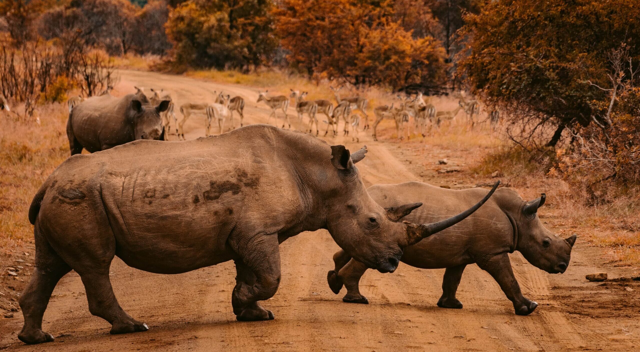 rhinos south africa cruises
