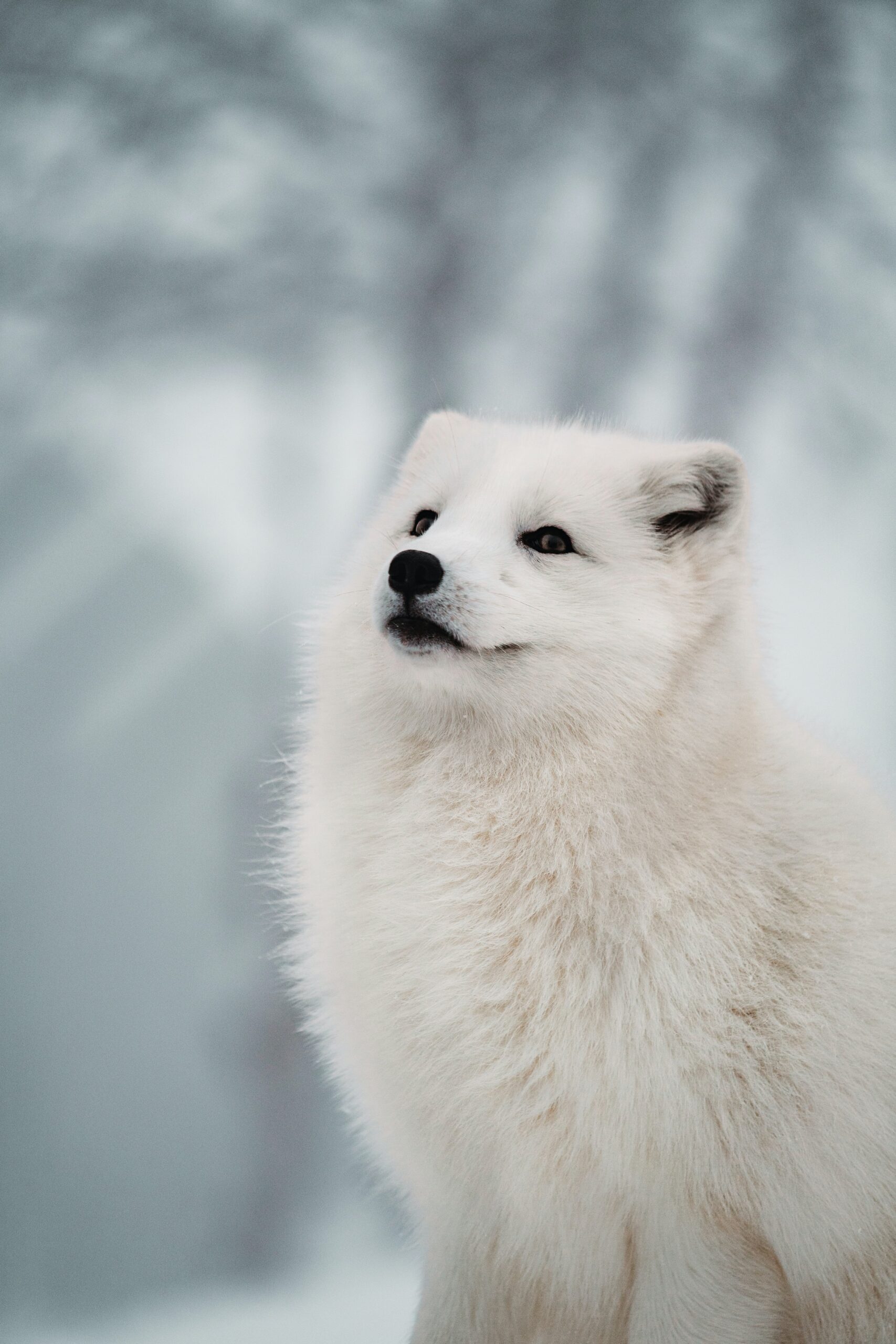 greenland cruise arctic fox