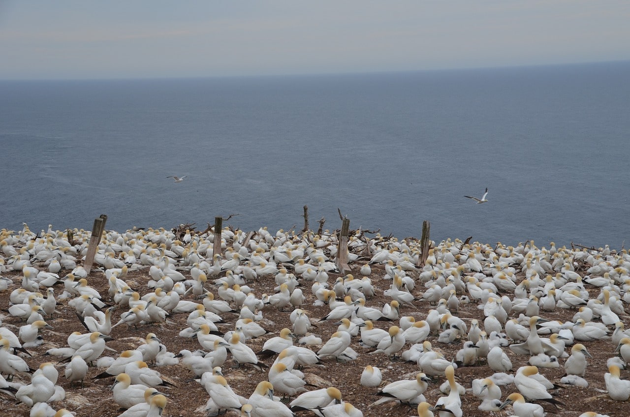 cruise Canada Bonaventure-Island gannets