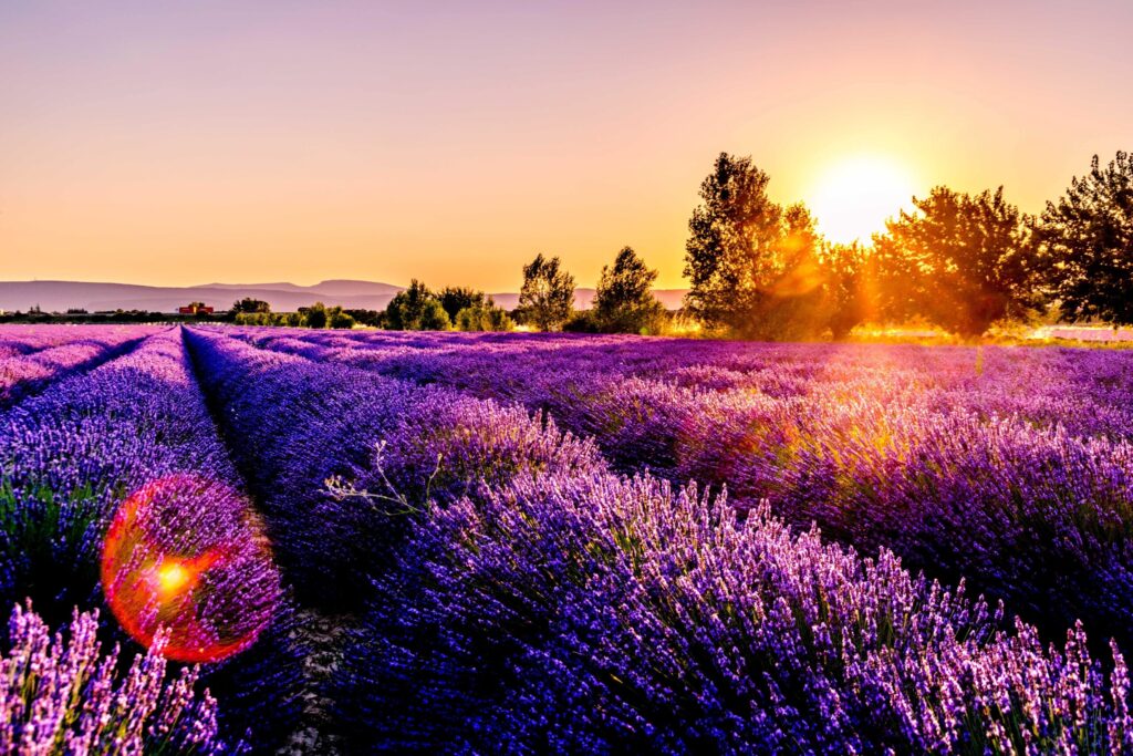 lavender-field provence south of france cruise