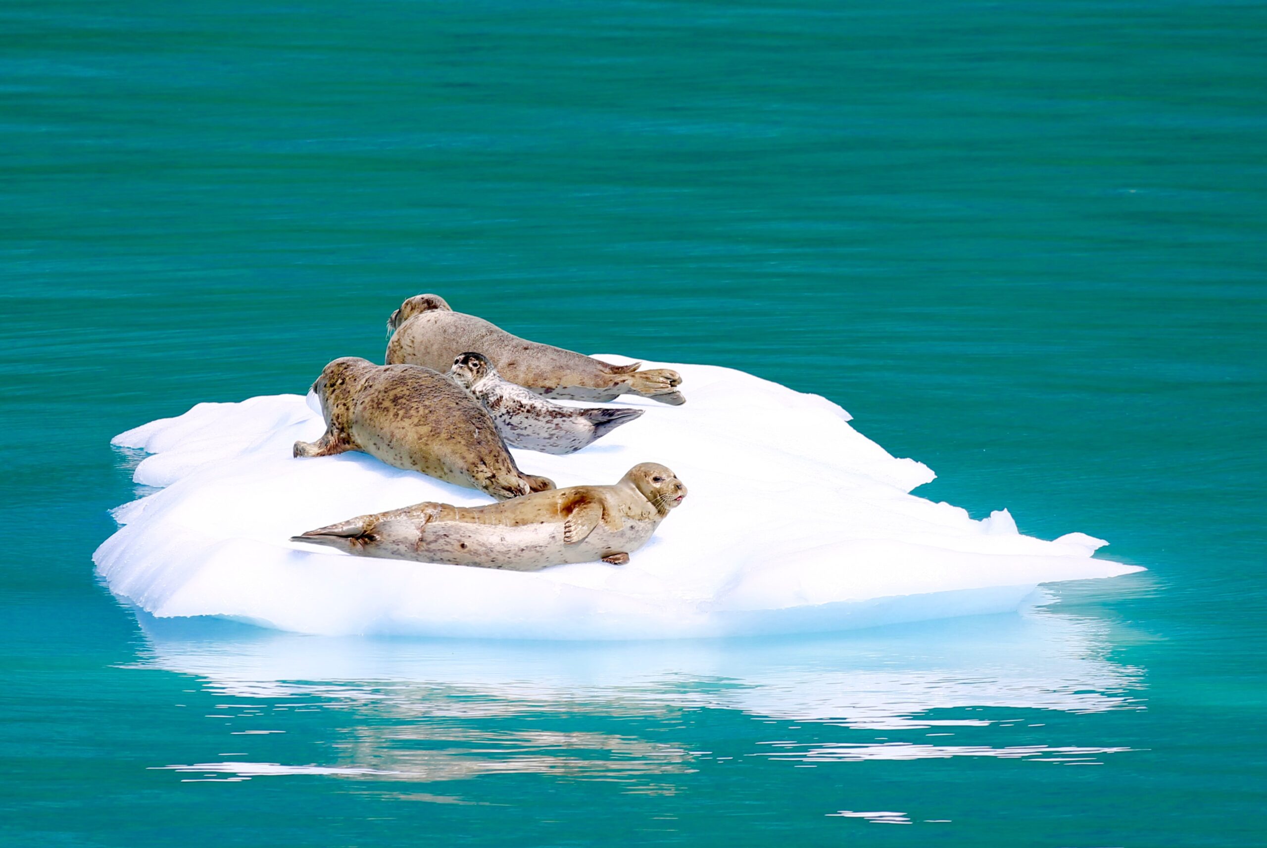 Alaska cruises seals on ice