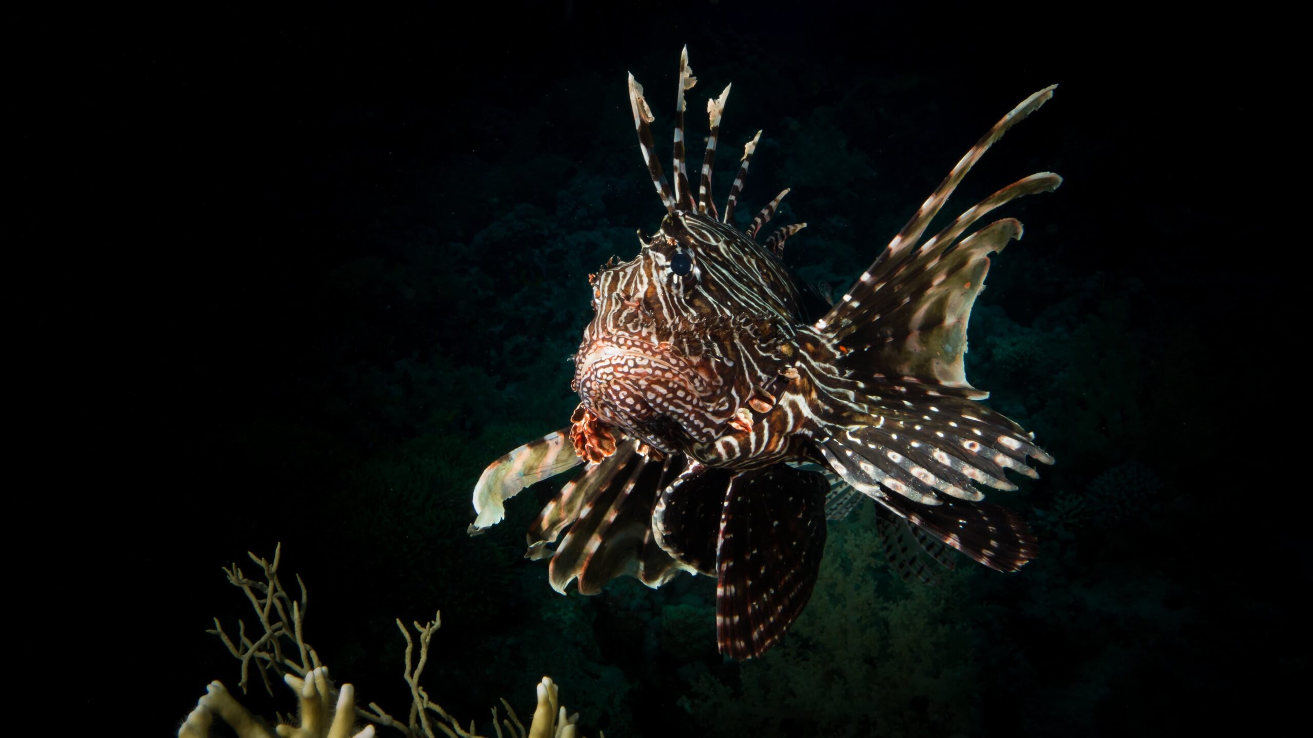 lionfish red sea