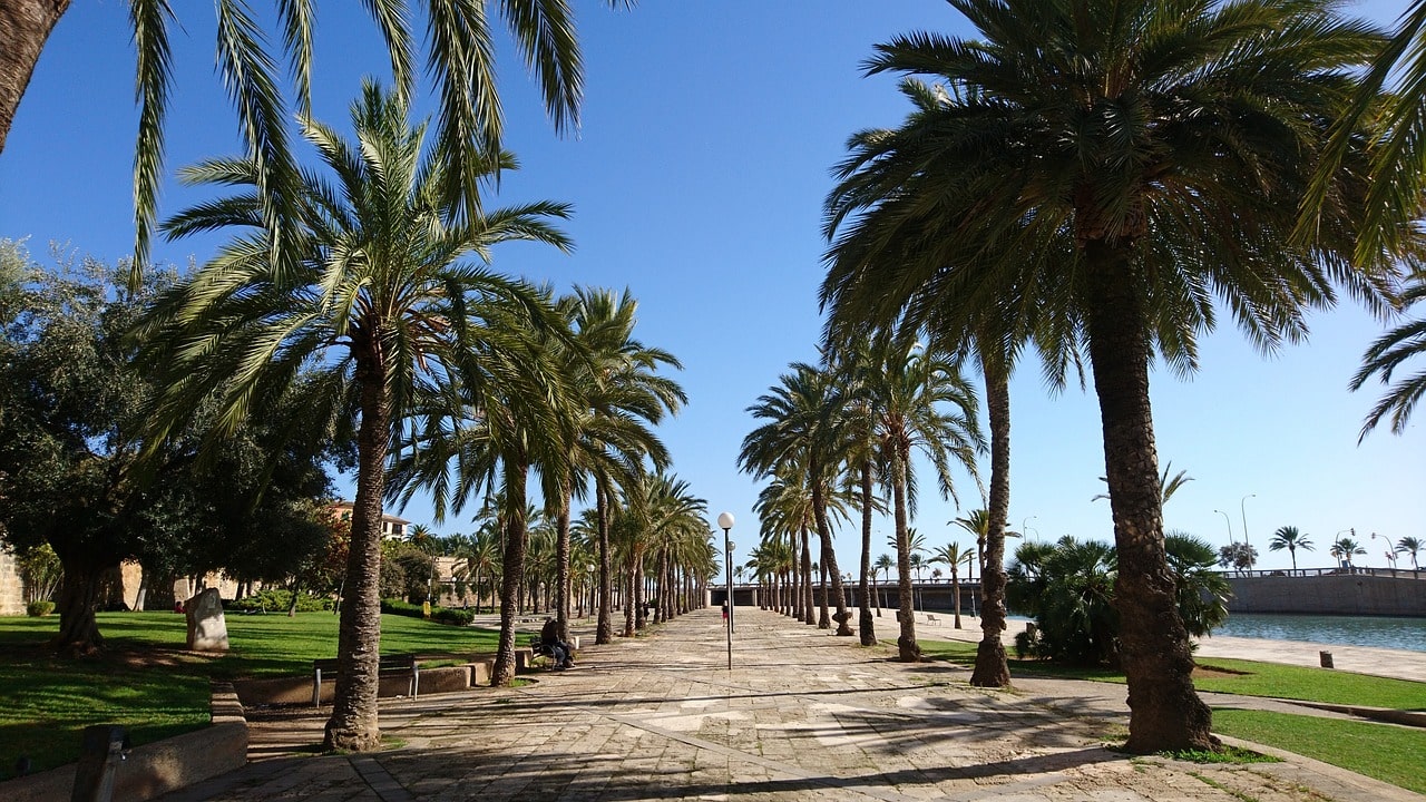 Palma-de-Mallorca-palm-trees