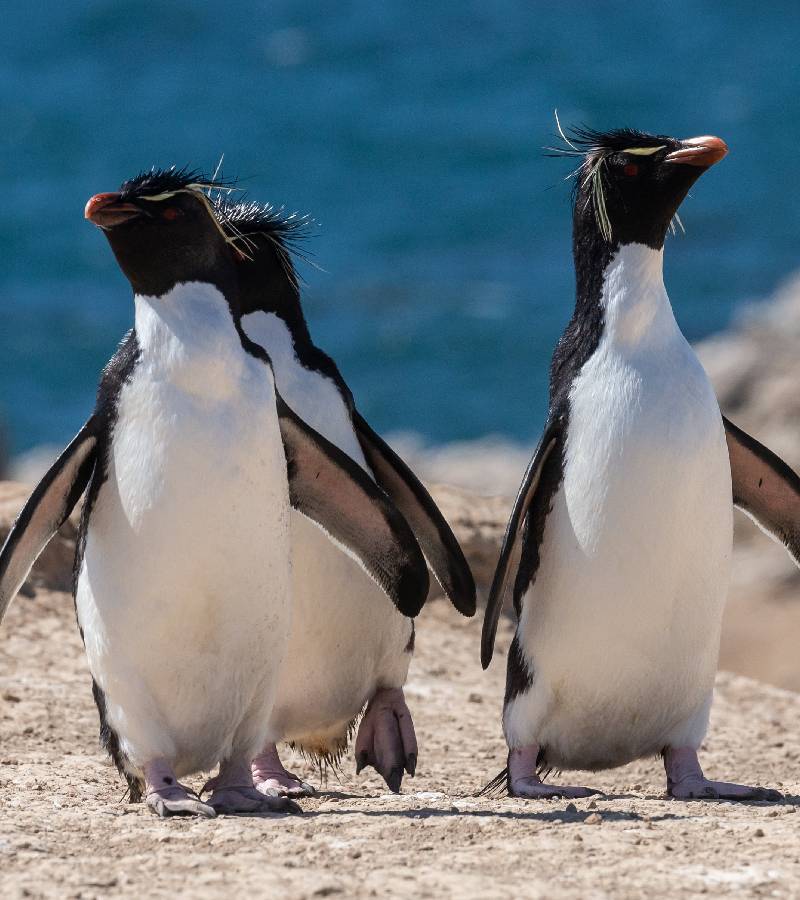 Falkland islands pebble island penguins