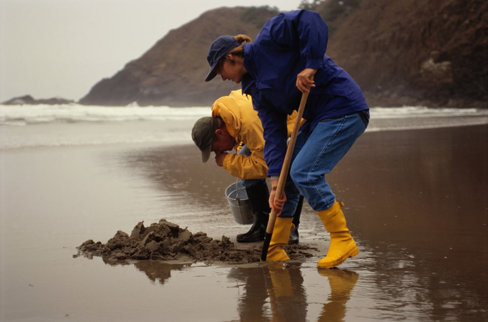 Razor Clam Digging Washington USA